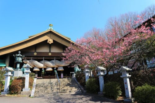 桜が咲き始めました 茨城県の縁結びなら常陸国出雲大社